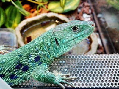 Жемчужная ящерица (Timon lepidus)